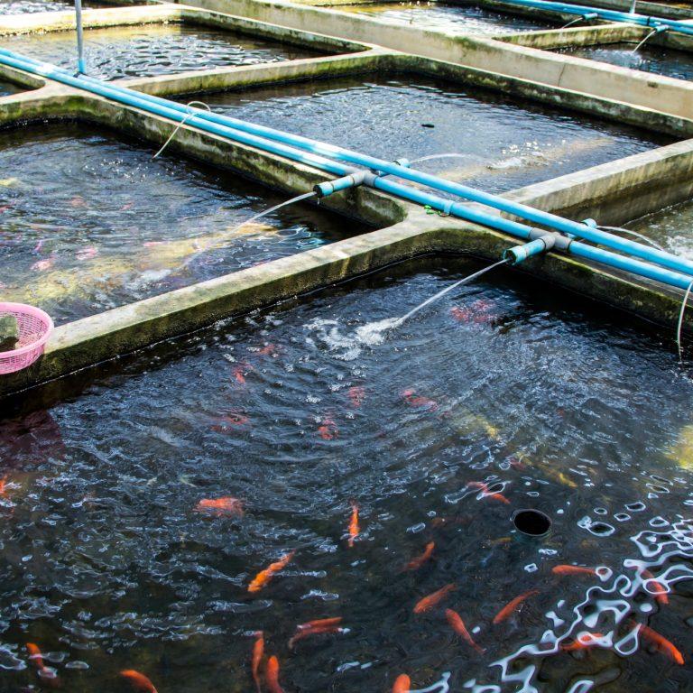 fish-farming-ir-section-v1-94