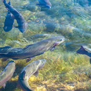 Fish farming